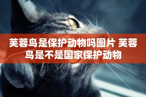 芙蓉鳥是保護動物嗎圖片 芙蓉鳥是不是國家保護動物