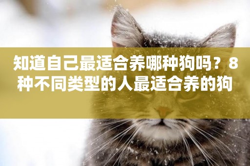 知道自己最適合養哪種狗嗎？8種不同類型的人最適合養的狗 