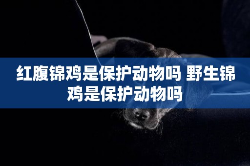 紅腹錦雞是保護動物嗎 野生錦雞是保護動物嗎