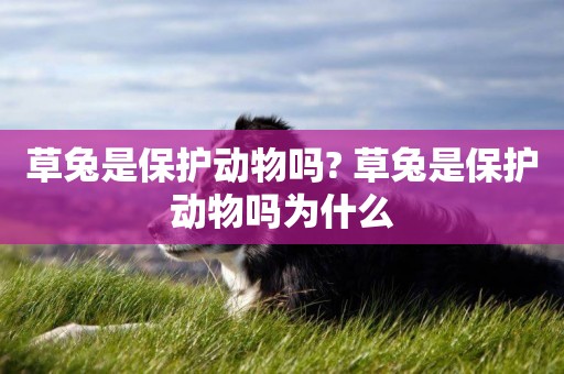 草兔是保護動物嗎? 草兔是保護動物嗎為什么