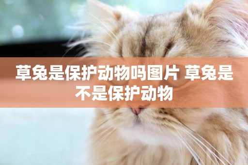 草兔是保護動物嗎圖片 草兔是不是保護動物