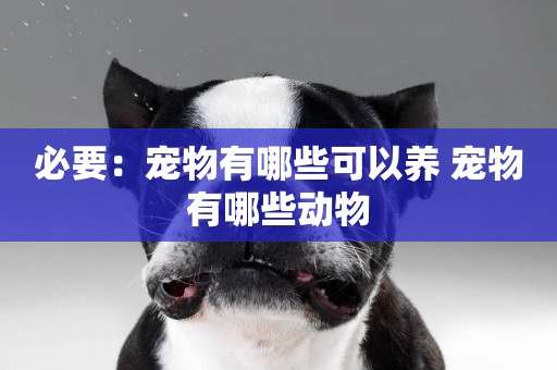 必要：寵物有哪些可以養 寵物有哪些動物