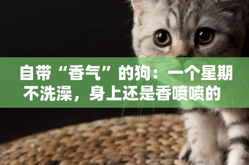 自帶“香氣”的狗：一個星期不洗澡，身上還是香噴噴的 