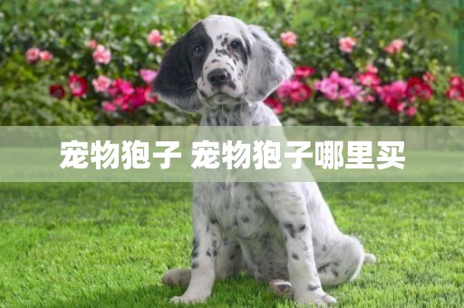 寵物狍子 寵物狍子哪里買