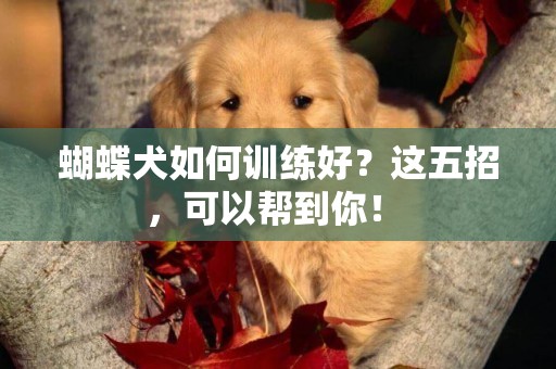 蝴蝶犬如何訓練好？這五招，可以幫到你！ 