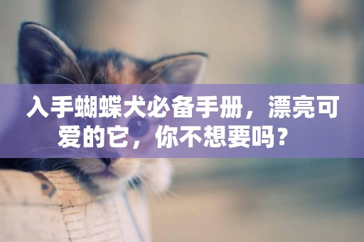 入手蝴蝶犬必備手冊，漂亮可愛的它，你不想要嗎？ 