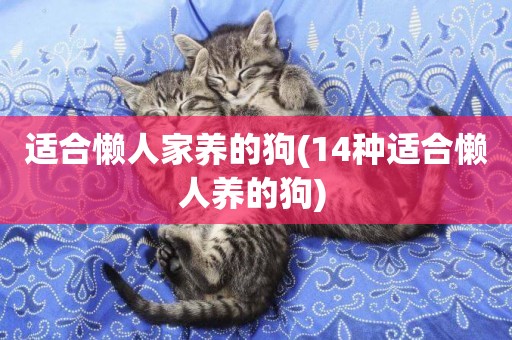 適合懶人家養的狗(14種適合懶人養的狗) 