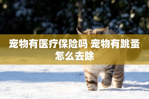 寵物有醫療保險嗎 寵物有跳蚤怎么去除