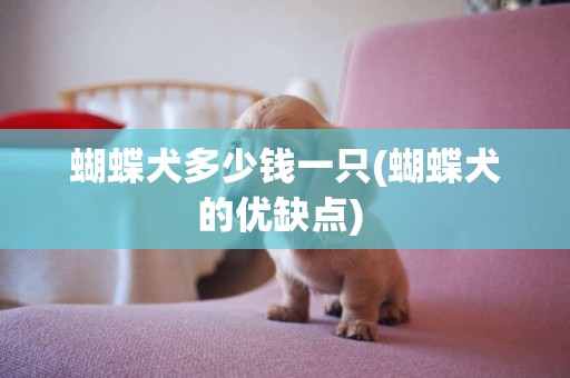蝴蝶犬多少錢一只(蝴蝶犬的優缺點) 