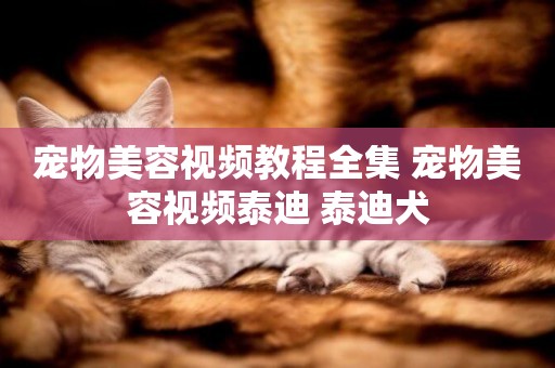 寵物美容視頻教程全集 寵物美容視頻泰迪 泰迪犬