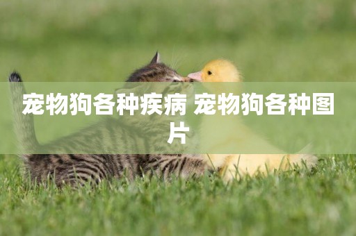寵物狗各種疾病 寵物狗各種圖片