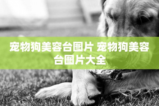 寵物狗美容臺圖片 寵物狗美容臺圖片大全