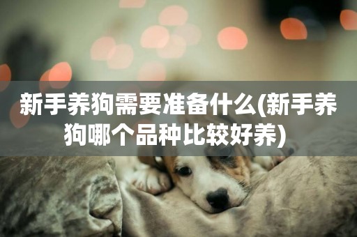 新手養狗需要準備什么(新手養狗哪個品種比較好養) 