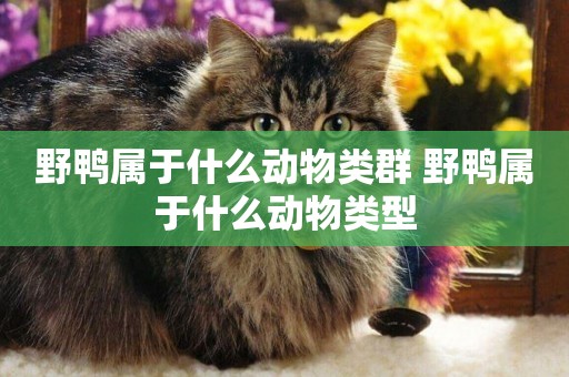 野鴨屬于什么動物類群 野鴨屬于什么動物類型