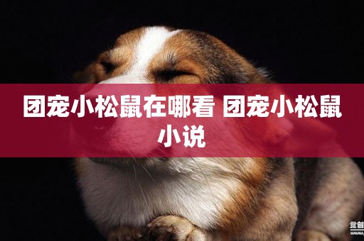 團寵小松鼠在哪看 團寵小松鼠小說