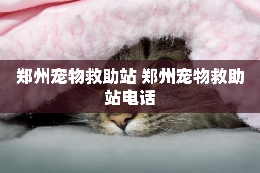 鄭州寵物救助站 鄭州寵物救助站電話