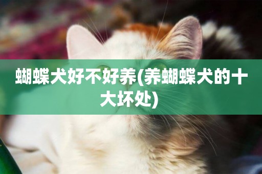 蝴蝶犬好不好養(養蝴蝶犬的十大壞處) 