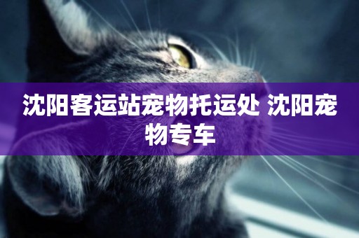沈陽客運站寵物托運處 沈陽寵物專車