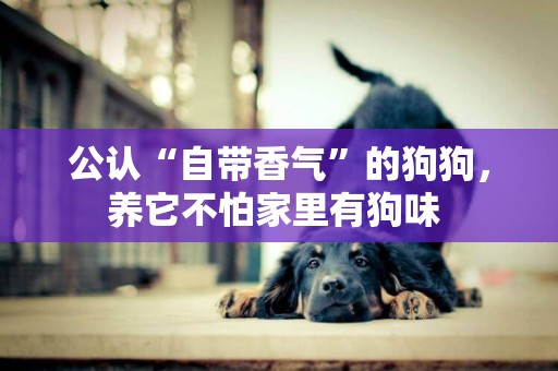 公認“自帶香氣”的狗狗，養它不怕家里有狗味 