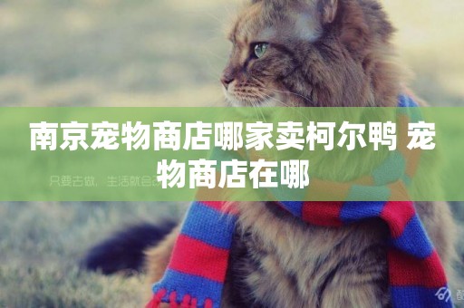 南京寵物商店哪家賣柯爾鴨 寵物商店在哪