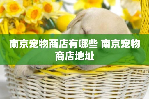 南京寵物商店有哪些 南京寵物商店地址