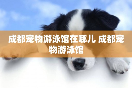成都寵物游泳館在哪兒 成都寵物游泳館
