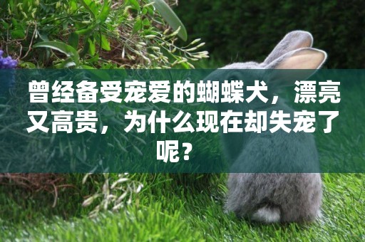 曾經備受寵愛的蝴蝶犬，漂亮又高貴，為什么現在卻失寵了呢？ 