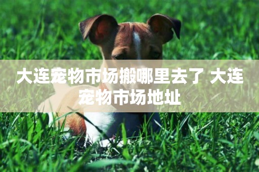 大連寵物市場搬哪里去了 大連寵物市場地址