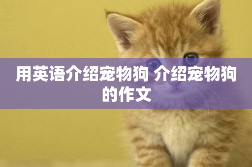 用英語介紹寵物狗 介紹寵物狗的作文