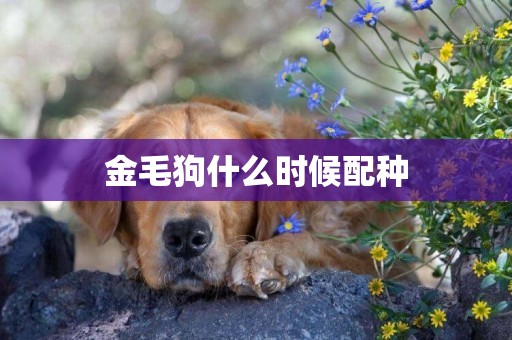 金毛狗什么時候配種