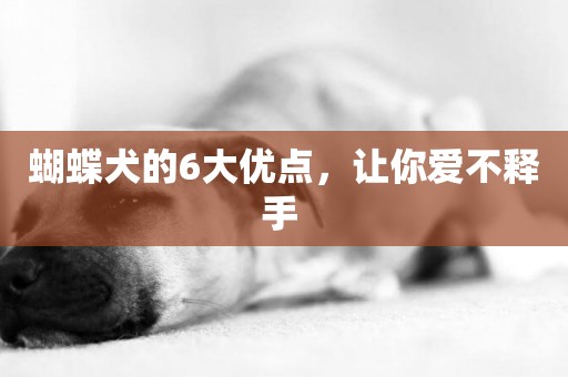 蝴蝶犬的6大優點，讓你愛不釋手 
