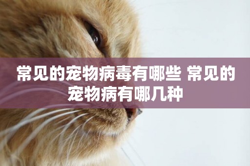 常見的寵物病毒有哪些 常見的寵物病有哪幾種