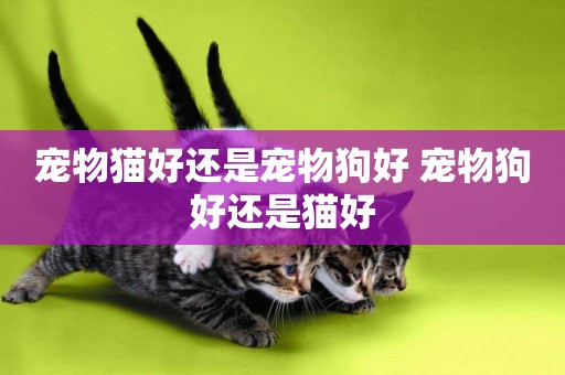 寵物貓好還是寵物狗好 寵物狗好還是貓好