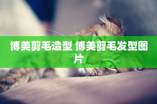 博美剪毛造型 博美剪毛發型圖片