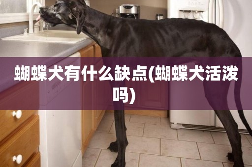 蝴蝶犬有什么缺點(蝴蝶犬活潑嗎) 