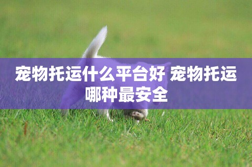 寵物托運什么平臺好 寵物托運哪種最安全