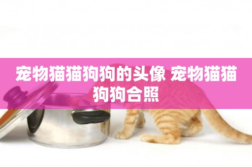 寵物貓貓狗狗的頭像 寵物貓貓狗狗合照