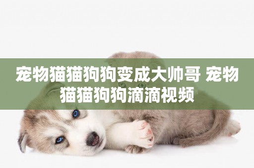 寵物貓貓狗狗變成大帥哥 寵物貓貓狗狗滴滴視頻