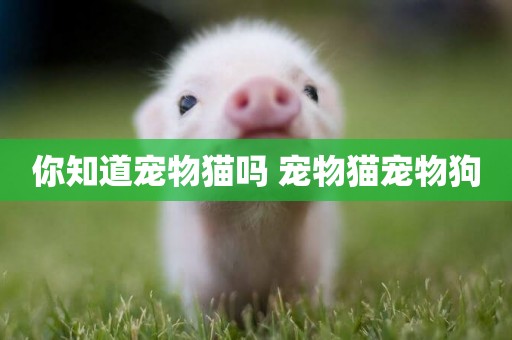 你知道寵物貓嗎 寵物貓寵物狗