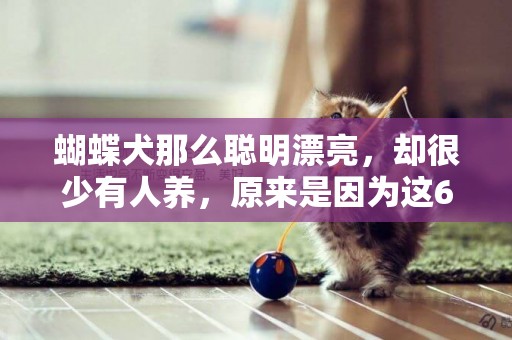 蝴蝶犬那么聰明漂亮，卻很少有人養，原來是因為這6個原因！ 