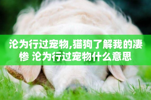 淪為行過寵物,貓狗了解我的凄慘 淪為行過寵物什么意思
