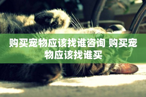購買寵物應該找誰咨詢 購買寵物應該找誰買