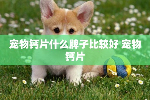 寵物鈣片什么牌子比較好 寵物鈣片