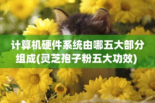 計算機硬件系統由哪五大部分組成(靈芝孢子粉五大功效) 