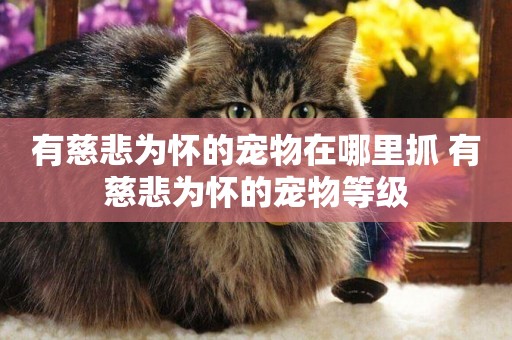 有慈悲為懷的寵物在哪里抓 有慈悲為懷的寵物等級