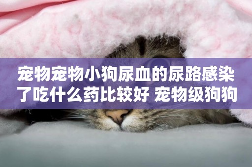 寵物寵物小狗尿血的尿路感染了吃什么藥比較好 寵物級狗狗
