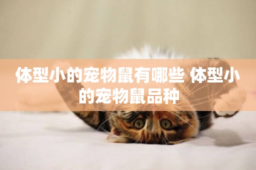 體型小的寵物鼠有哪些 體型小的寵物鼠品種