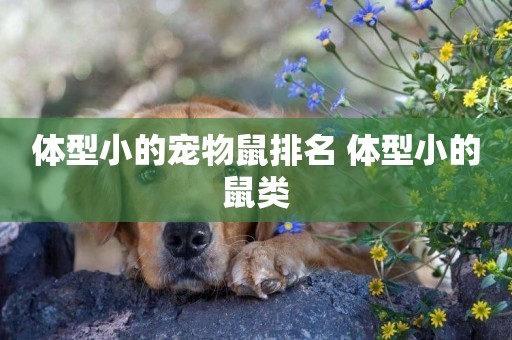體型小的寵物鼠排名 體型小的鼠類