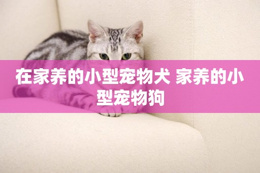 在家養的小型寵物犬 家養的小型寵物狗