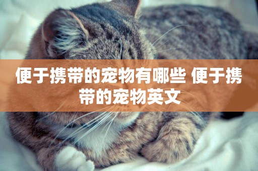 便于攜帶的寵物有哪些 便于攜帶的寵物英文